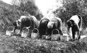 Tabacchine Al Lavoro